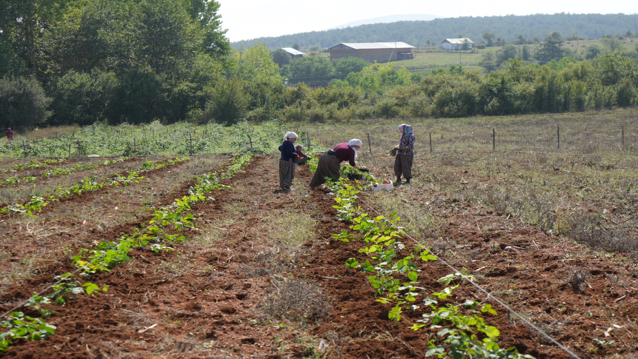 Arpa ve Buğdayı Bıraktı, Deneme Amaçlı Dikti! Şimdi Paraya Para Demiyor - Resim: 2