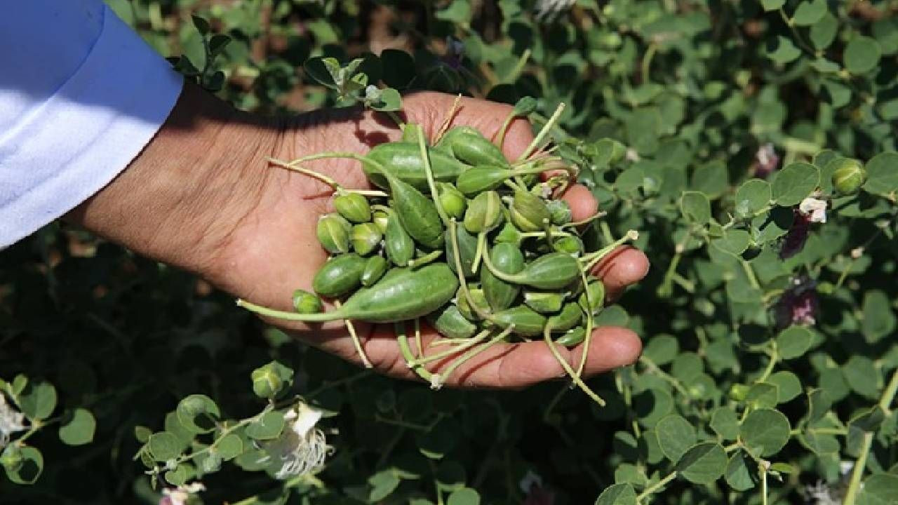 Türkiye'de 15 Yıl Sonunda Tescillendi: 1 Kez Ekiliyor 200 Yıl Hasat Ediliyor - Resim: 2