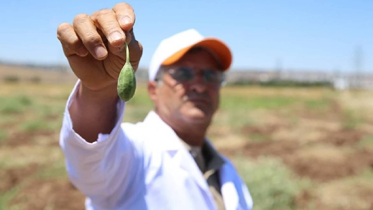 Türkiye'de 15 Yıl Sonunda Tescillendi: 1 Kez Ekiliyor 200 Yıl Hasat Ediliyor - Resim: 1