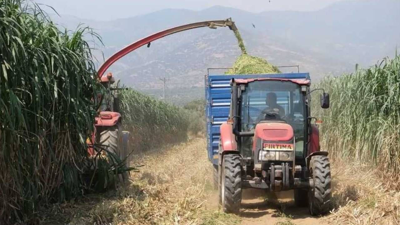 Bir Kez Ekiliyor 15 Sene Hasat Ediliyor: Boyu 2 Ayda 3 Metreye Yükseliyor - Resim: 2