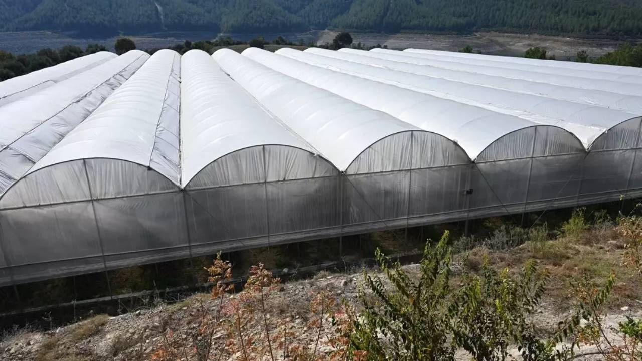 Marangozluğu Bıraktı Olmaz Denilen İşe Başladı! İlk Hasatta Rekor Kırdı - Resim: 1