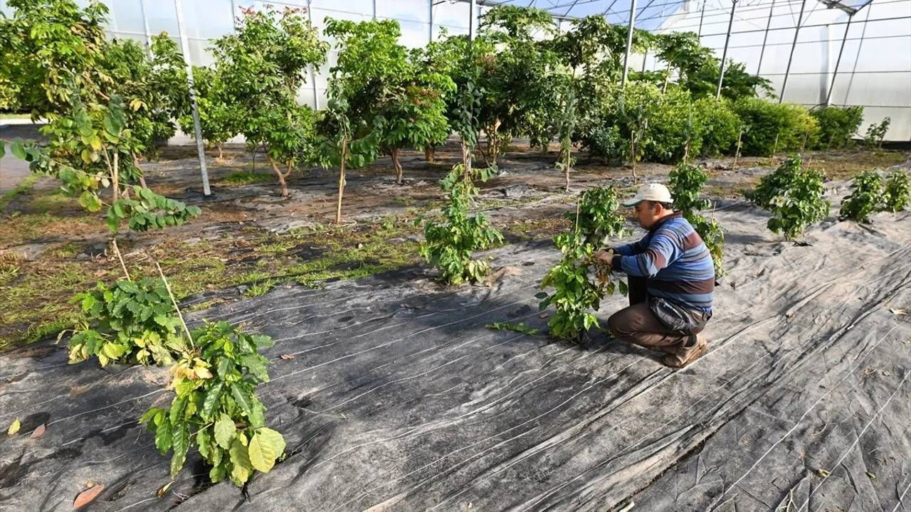 Türkiye’de Kahve Üretiminde Tarihi Adım: 90 Yıllık Çalışma Sonuç Verdi - Resim: 1