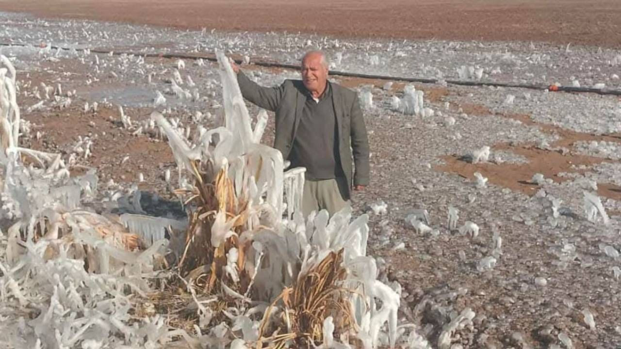 Şanlıurfa'da Tarlasına Giden Çiftçiye Büyük Şok! Gözlerine İnanamadı, Sadece Onun Tarlasında Görüldü - Resim: 1