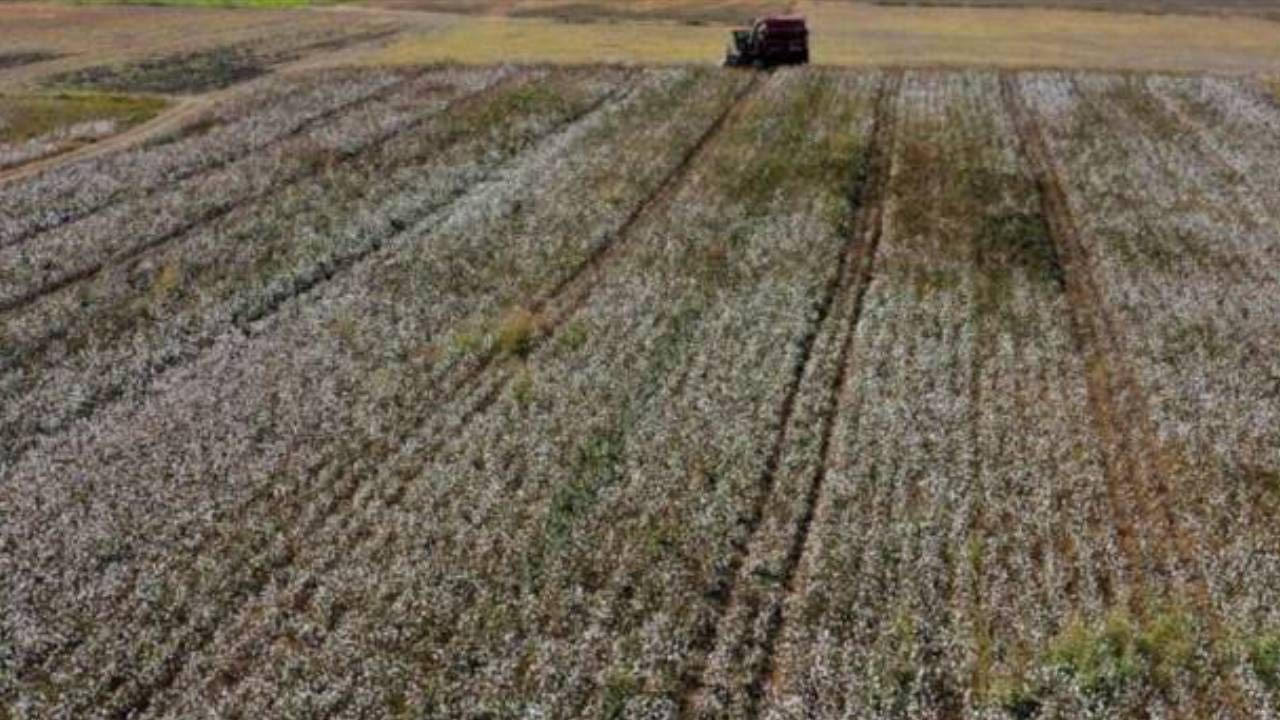 Beyaz Altında Rekor Hasat! 100'e Yakın Ülkeye İhraç Ediliyor - Resim: 1