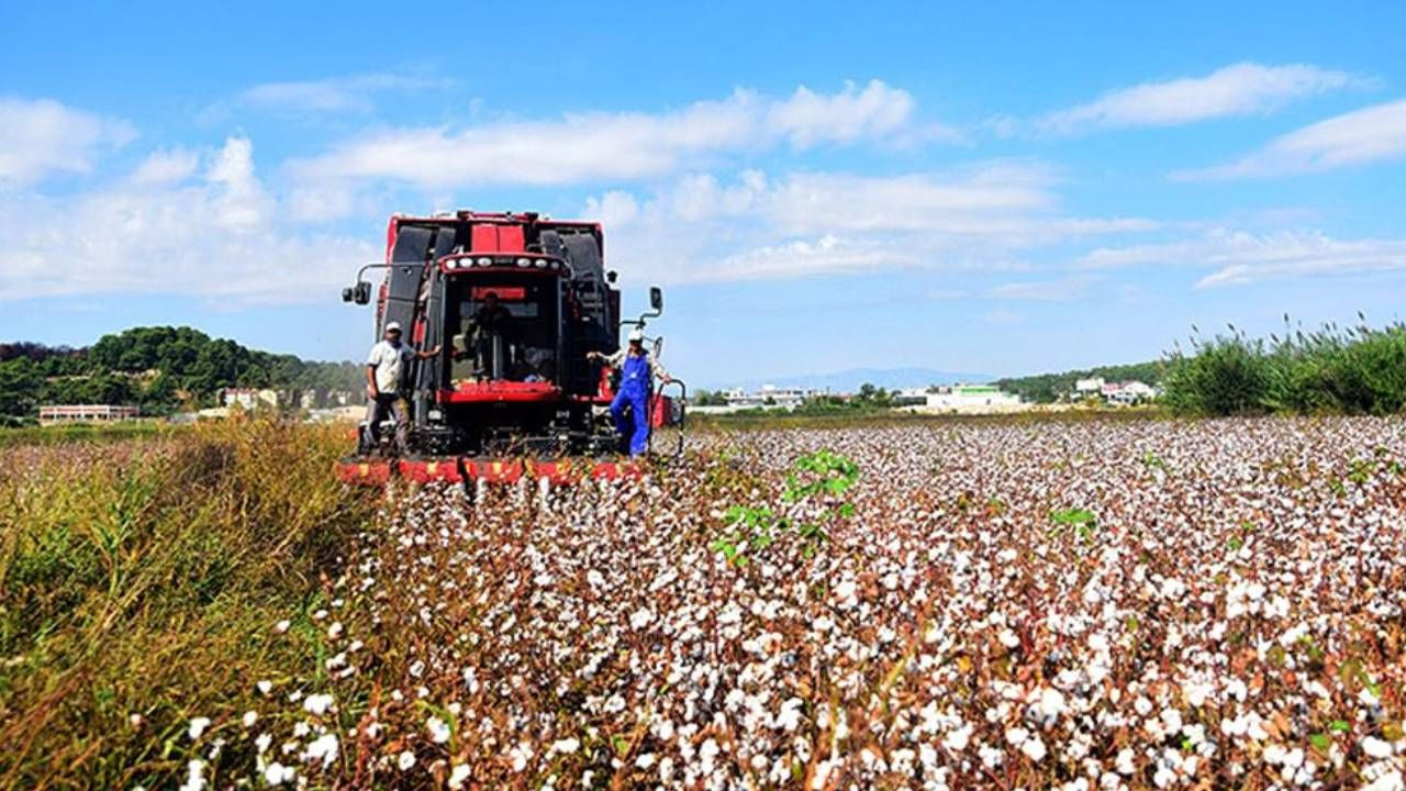 Beyaz Altında Rekor Hasat! 100'e Yakın Ülkeye İhraç Ediliyor - Resim: 2