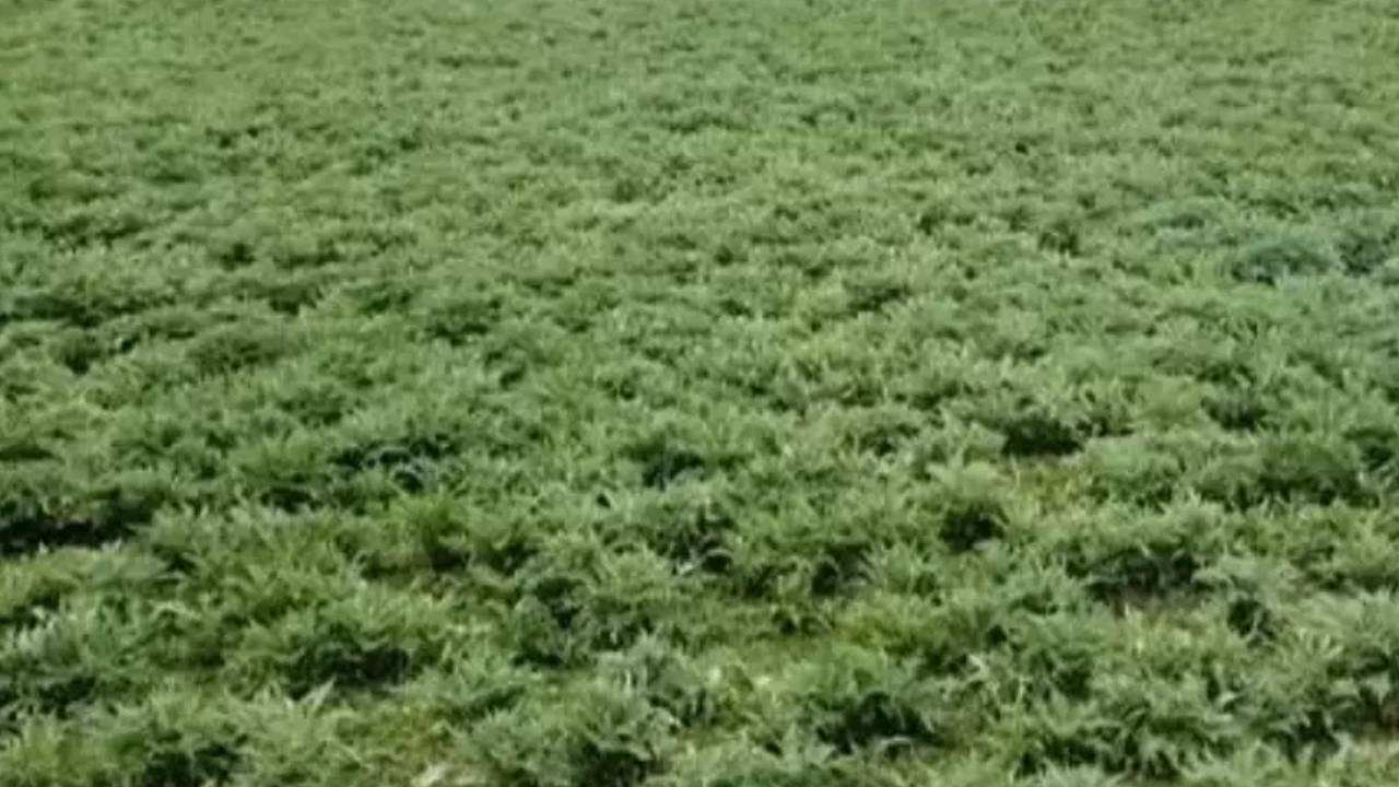 Urla'da Coğrafi Tescilli Hasat Gecikti! Tüm Türkiye Almak İçin Sıraya Girdi, Mutfakların Vazgeçilmezi