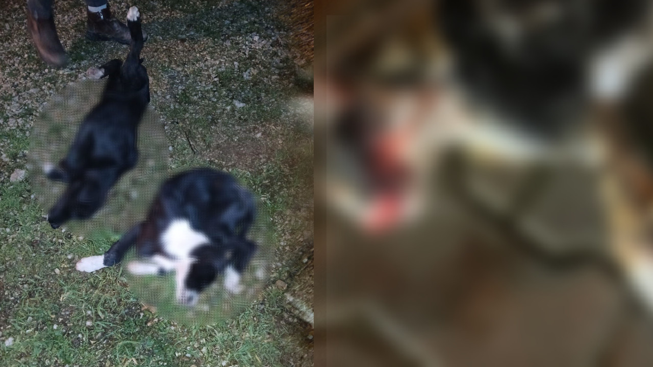 Vahşetin Adresi Bursa, Yavru Köpekleri Katlettiler