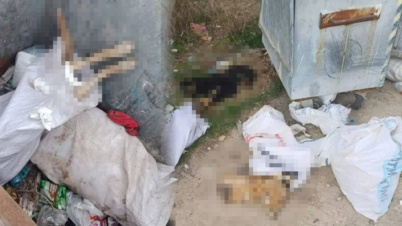 Vahşetin Sonu Gelmiyor! Hayvan Katliamının Adresi Bu Kez Kırklareli: Görüntüler Vicdanları Yaraladı