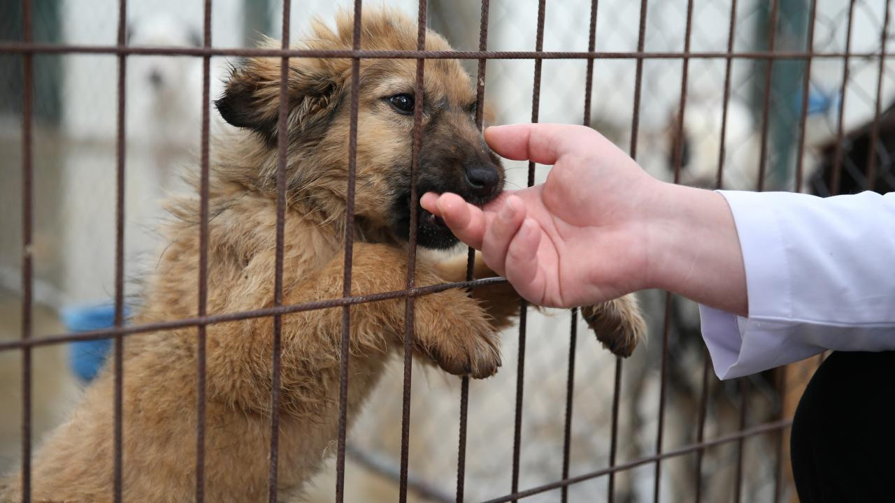 'Katliam Yasası' Sonrası Gaza Bastılar: Belediyeden 'Köpek Toplama' İhalesi