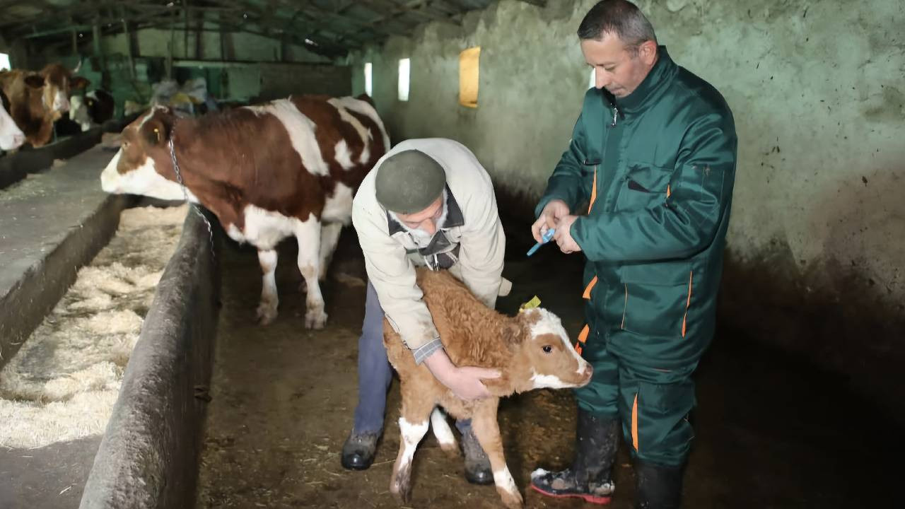 Elazığ'da Şap Hastalığı Seferberliği: 5 Bin 85 Büyükbaş Hayvan Aşılandı