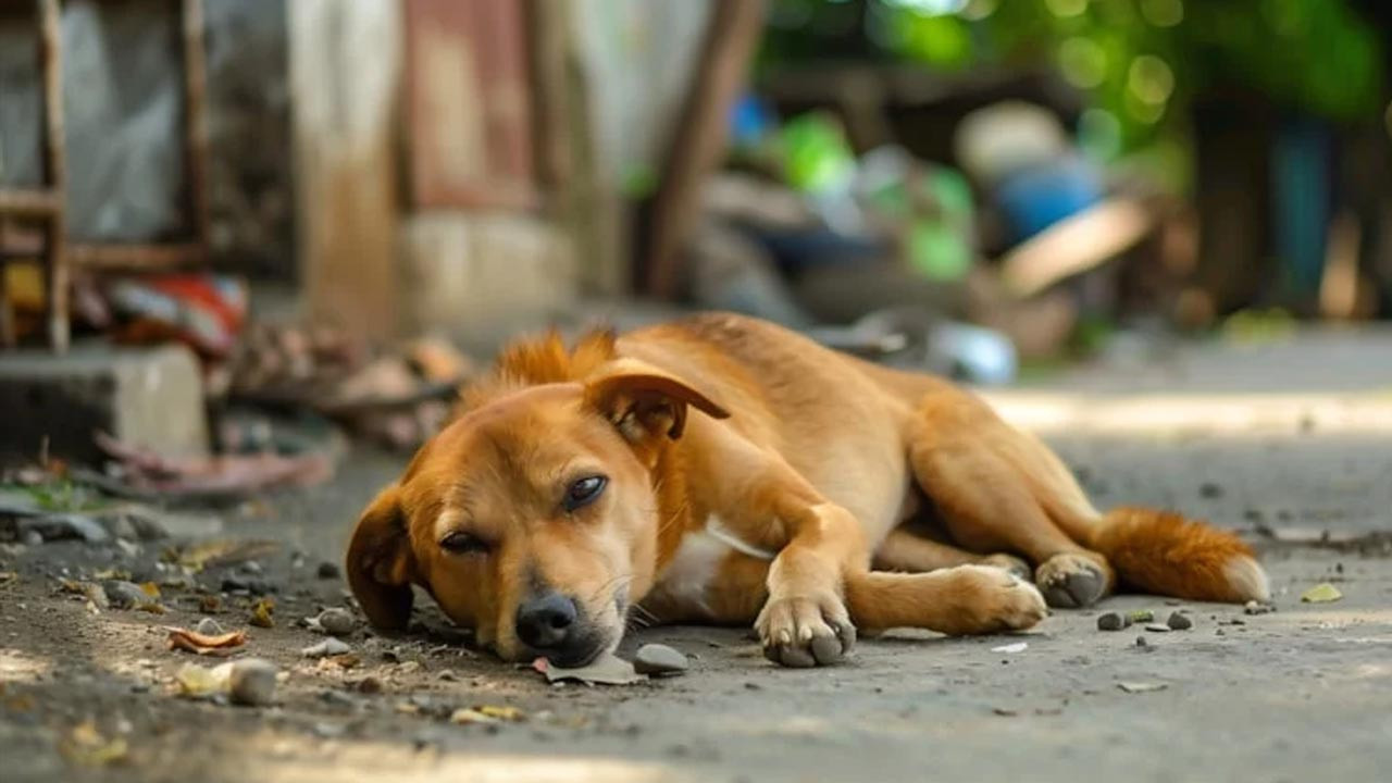 Osmaneli Belediyesi’nden Skandal Karar! Bütün Sokak Köpeklerini Toplayacaklar