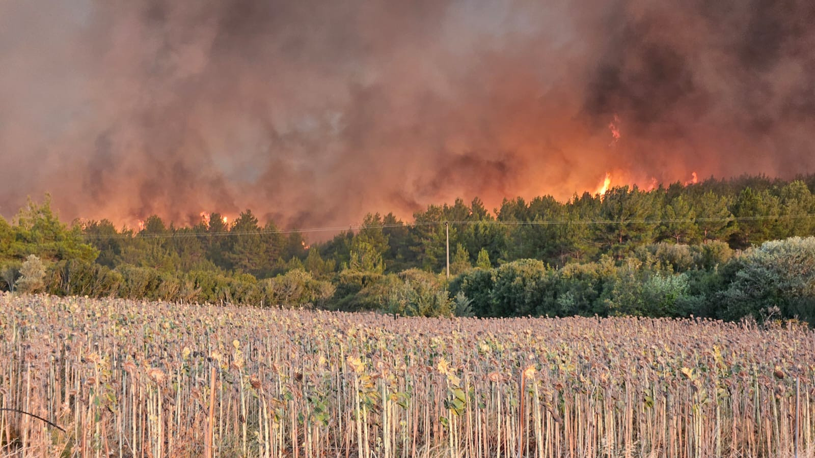 Ne Sabahı Ne Gecesi Var... Kızıl Kabus Çanakkale'yi Sardı, Köyler Tek Tek Tahliye Ediliyor - Resim : 1