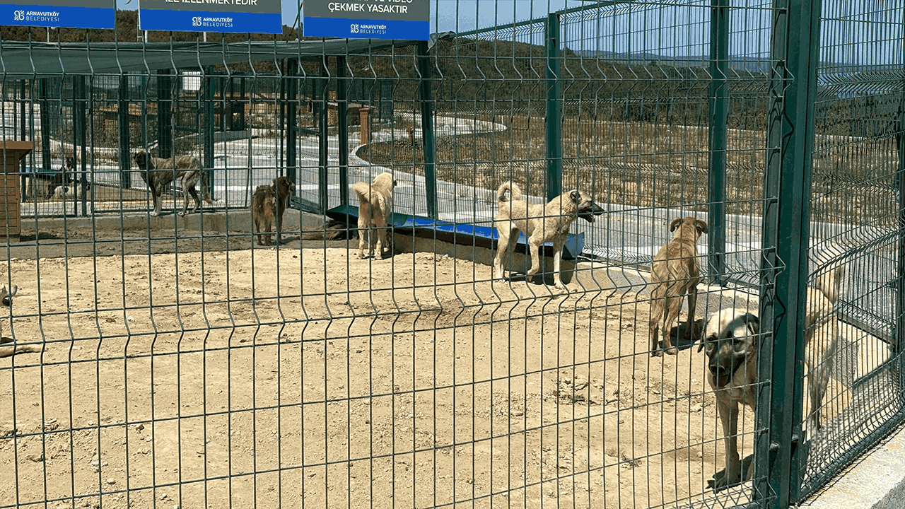'Sokağın Ruhu' Eksiliyor!  Köşe Başında Bekleyen Masumlar Arnavutköy’de Toplanmaya Başladı - Resim : 2