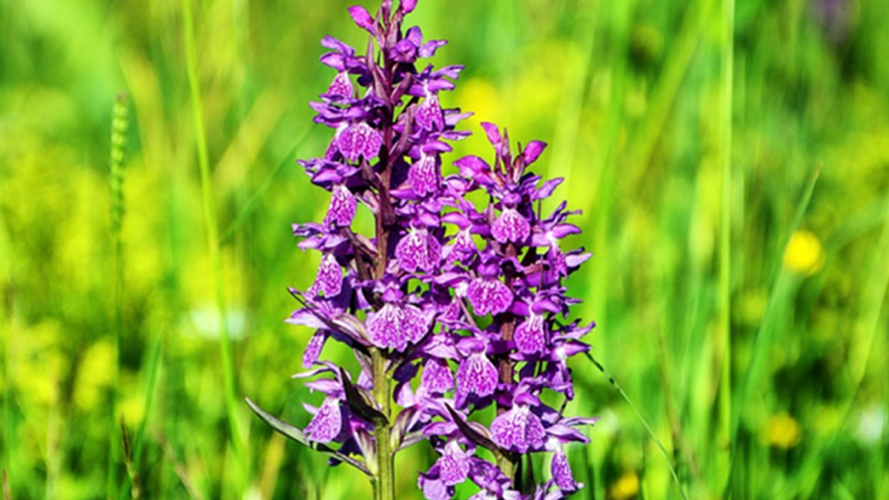 2 Kilosu 15 Kişiye 1 Yıl Yetiyor! Bu Bitkiyi İzinsiz Toplayan Yandı! Cezası 557 bin TL - Resim : 1