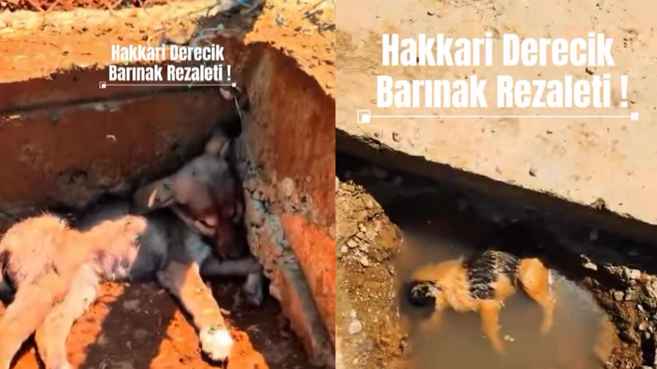 Hakkari’de Göz Göre Göre Katliam! “Şefkat Yuvası” Dediler, Mezar Çıktı! Barınak Dehşeti Aynı, Adresi Farklı - Resim : 1