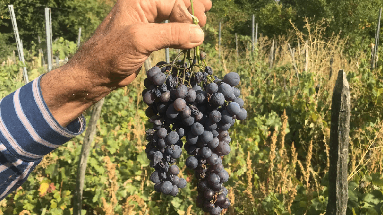 Asırlık Gizli Lezzet! 6 Saatte 1 Litre Külle Kazanda Kaynıyor! Kilosu 500 Lira, Yok Satıyor - Resim : 5