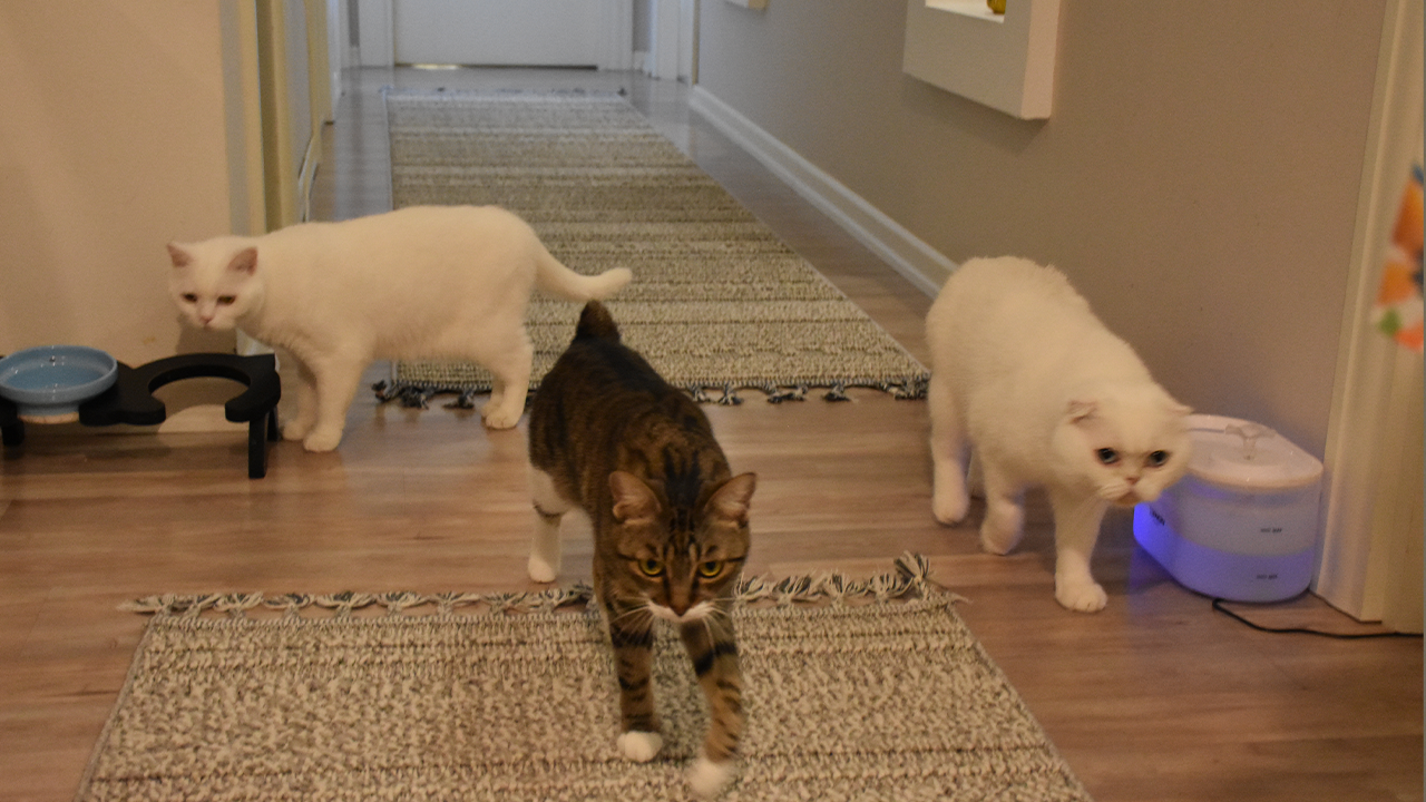 Trabzonlu Hayvansever Duygulandırdı! 5 Kedi Dünyalar Kadar Sevgi… Kalpleri Isıtan Bir Hikaye - Resim : 2